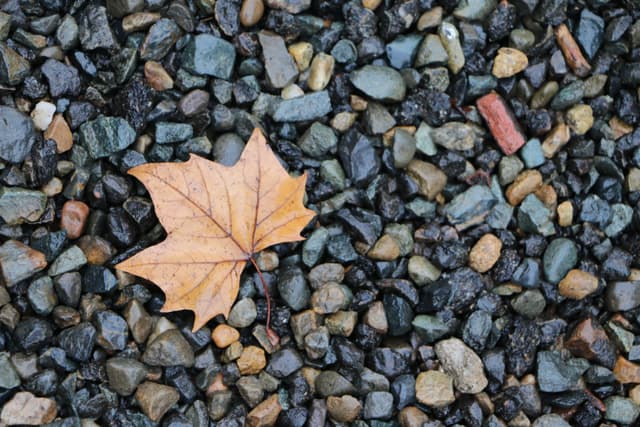 A Leaf on Sands