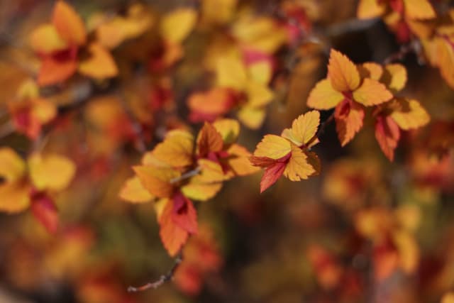 Colors in Fall 