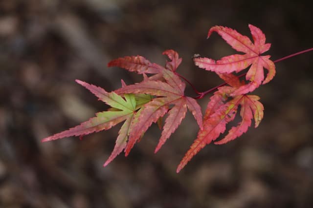 Tiny Red Leaves