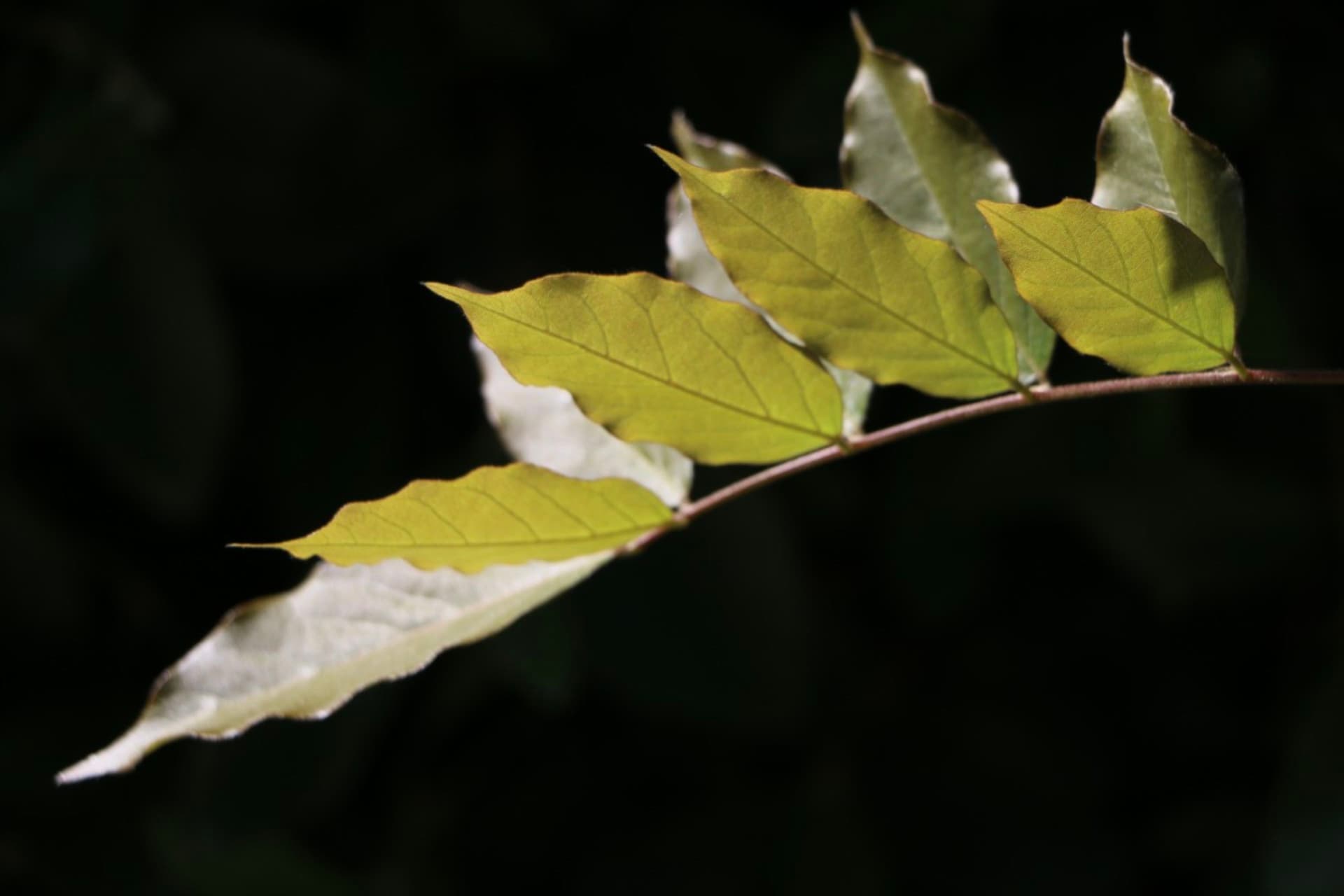 Leaves in Light